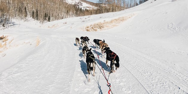 Idarado Sled Dog Adventures image