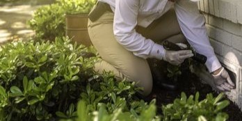 Orkin Pest Control image