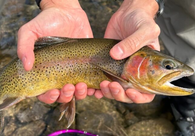 RIGS Fly Shop & Guide Service image