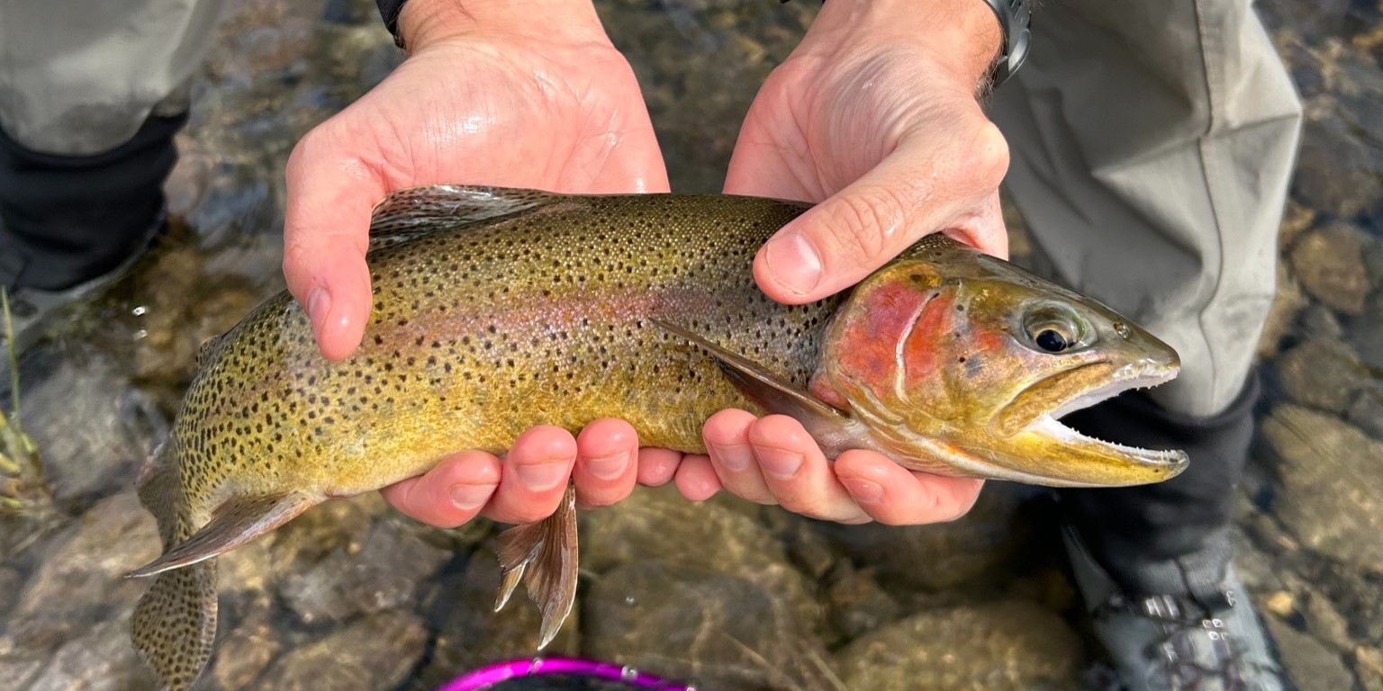 RIGS Fly Shop & Guide Service image