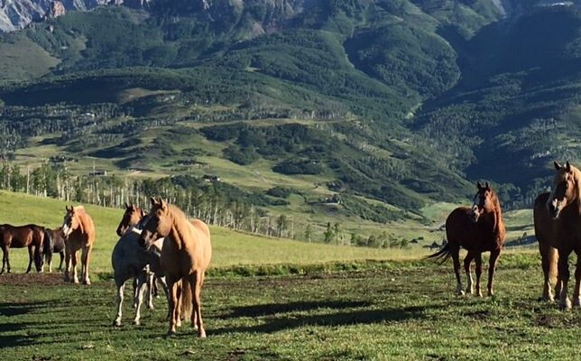 Telluride Horseback Adventures image