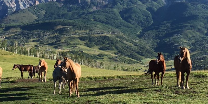 Telluride Horseback Adventures image