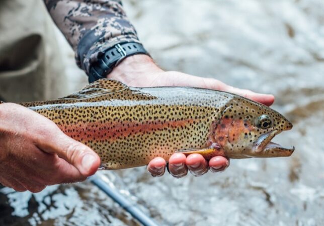 Telluride Fly Fishers image