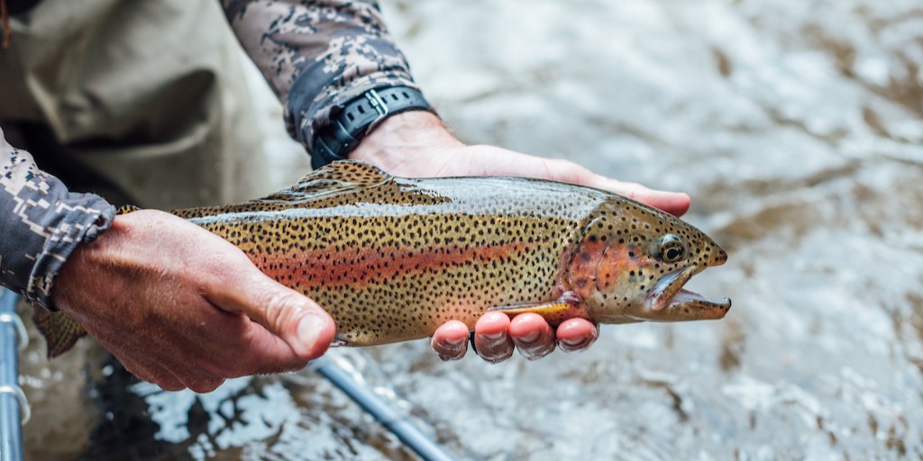 Telluride Fly Fishers image