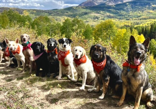 Telluride K9 Adventure School image