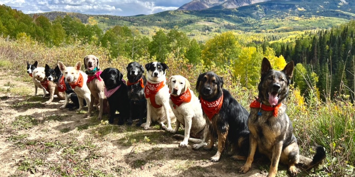 Telluride K9 Adventure School image