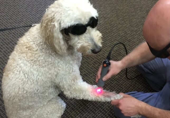 The Animal Hospital of Telluride image
