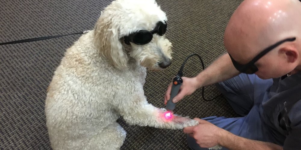 The Animal Hospital of Telluride image