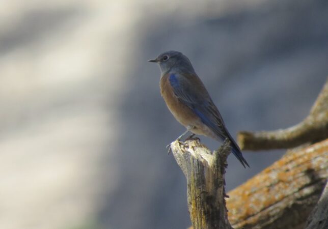 The Birding Co. image