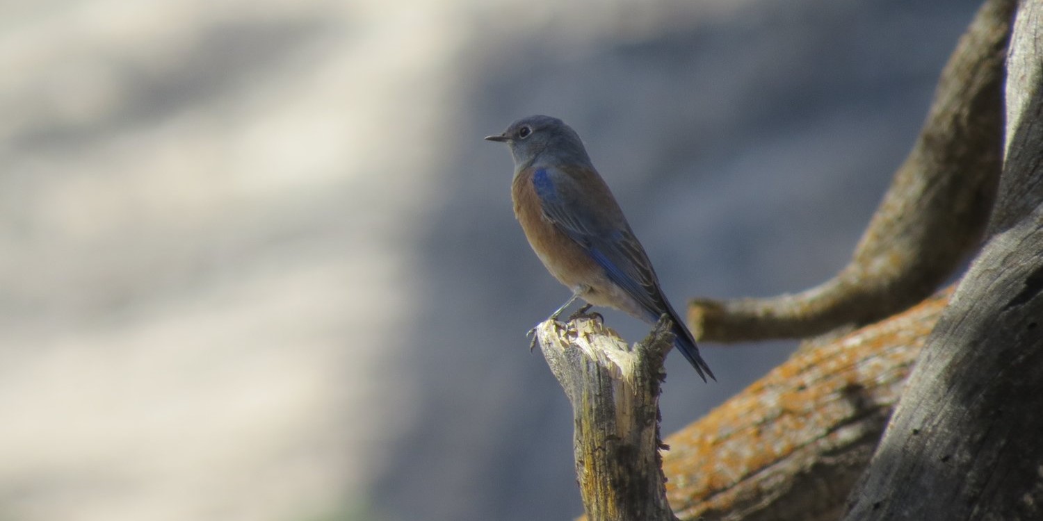 The Birding Co. image